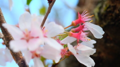 風前惜花