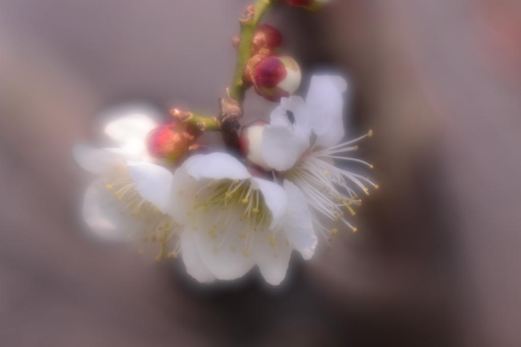 花下言志
