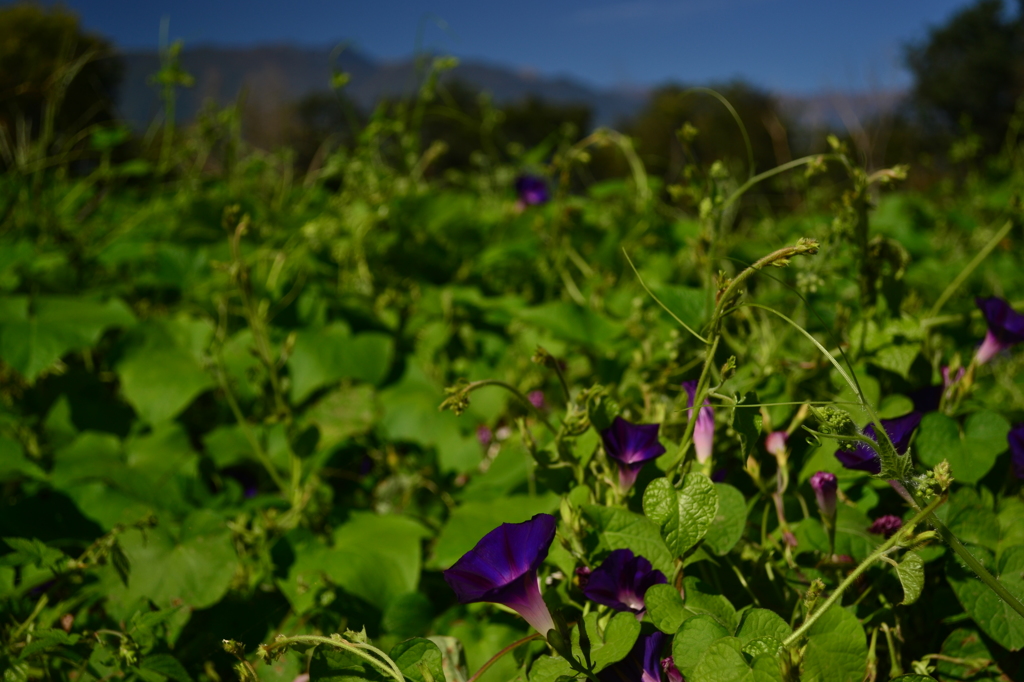 君を想う野辺で・・・