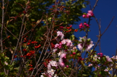 秋空に桜咲く　２