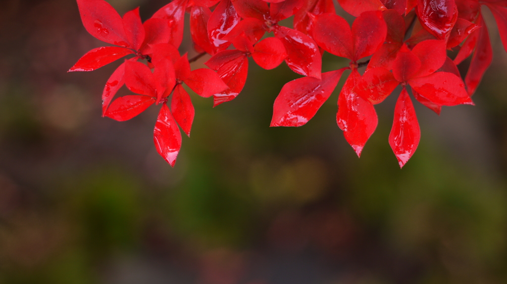 我が家の紅葉　３