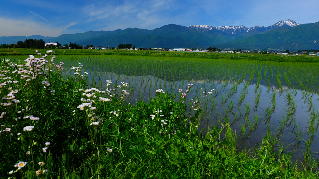 田園の初夏