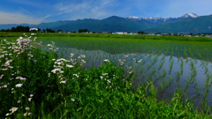 田園の初夏