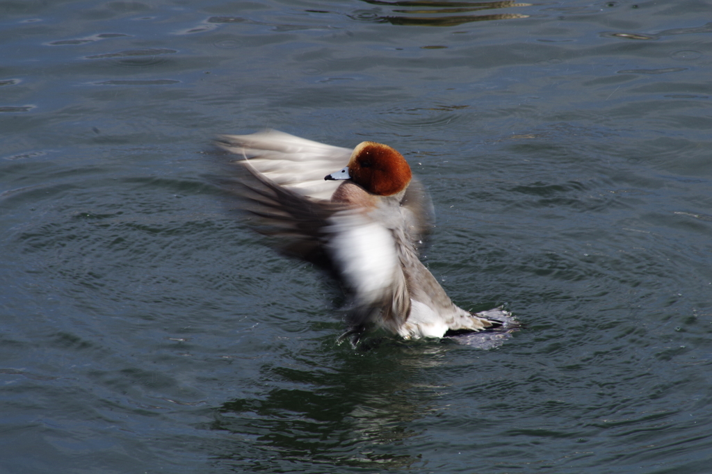 我がフォース２　（美しき白鳥の日々）