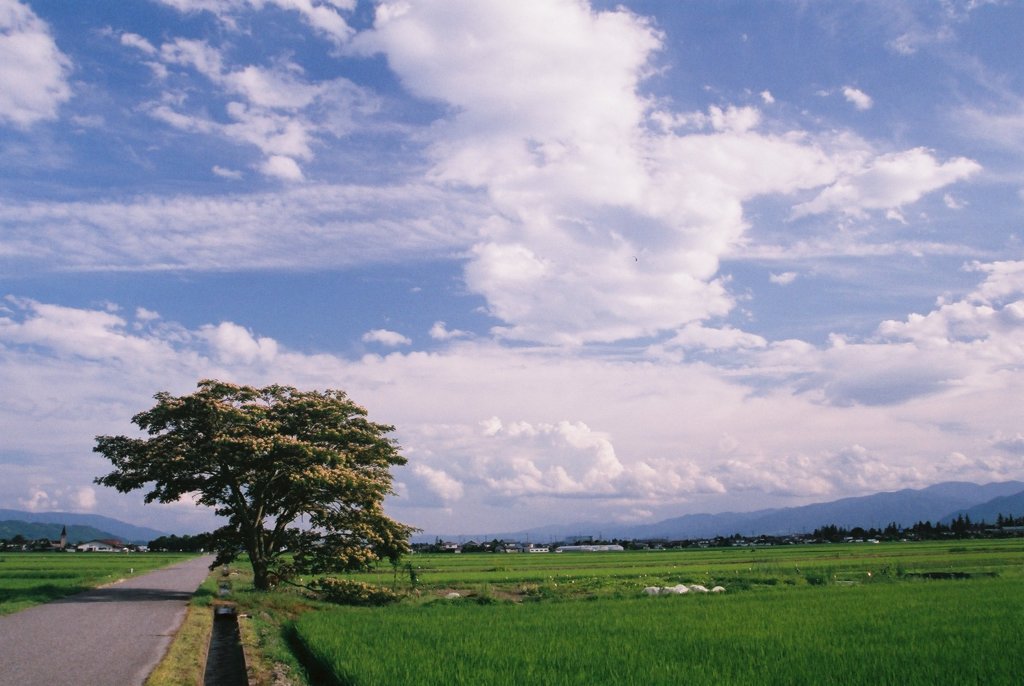 夏の日の帰り道