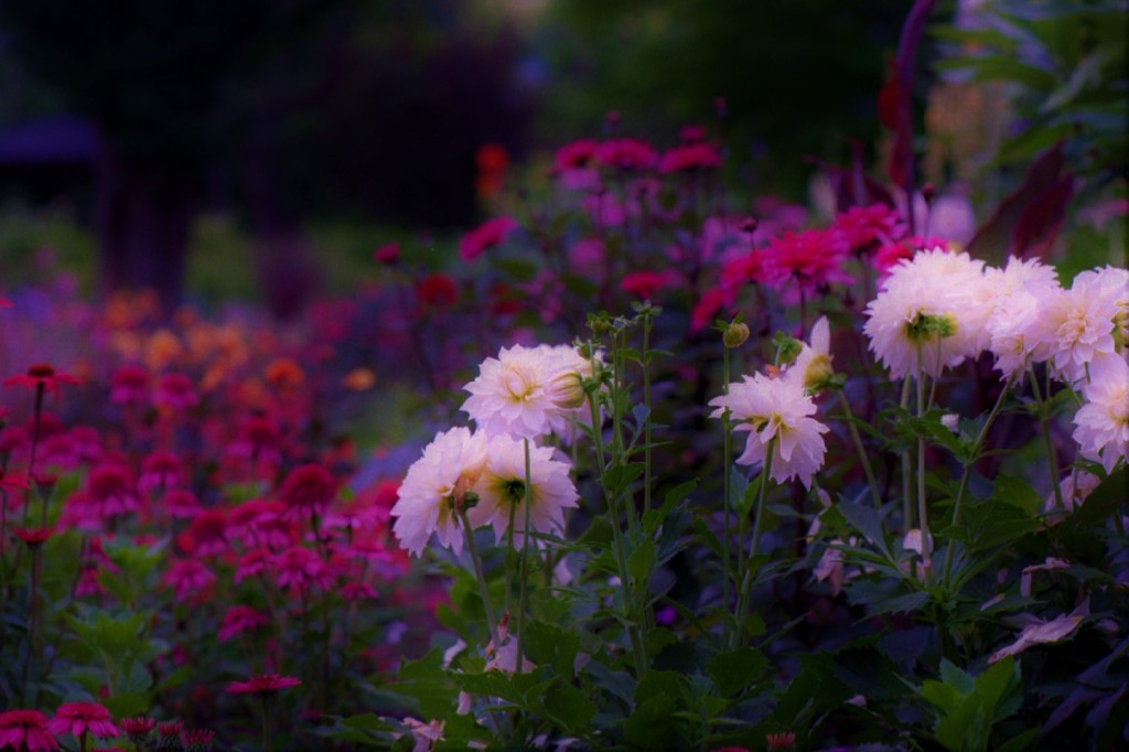 しっとりと花園を染める　（フィルムスナップ）