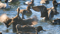 水鳥たちの営み　６