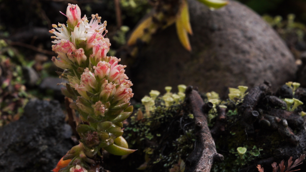 庭の小人たち１