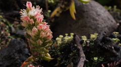 庭の小人たち１