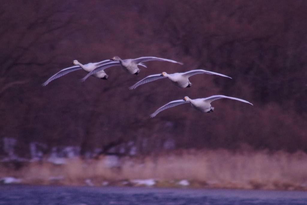 夕暮れの編隊飛行　美しき白鳥の日々