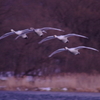 夕暮れの編隊飛行　美しき白鳥の日々