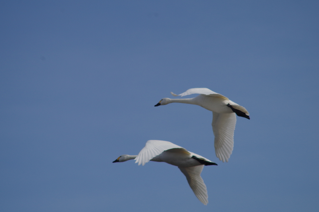 美しき白鳥の日々　飛翔３