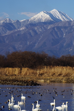 常念岳の麓　白鳥集ふ