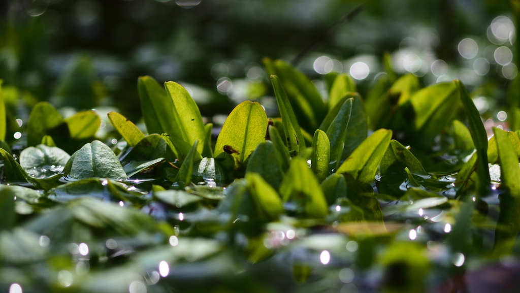 勿忘草の水辺　３