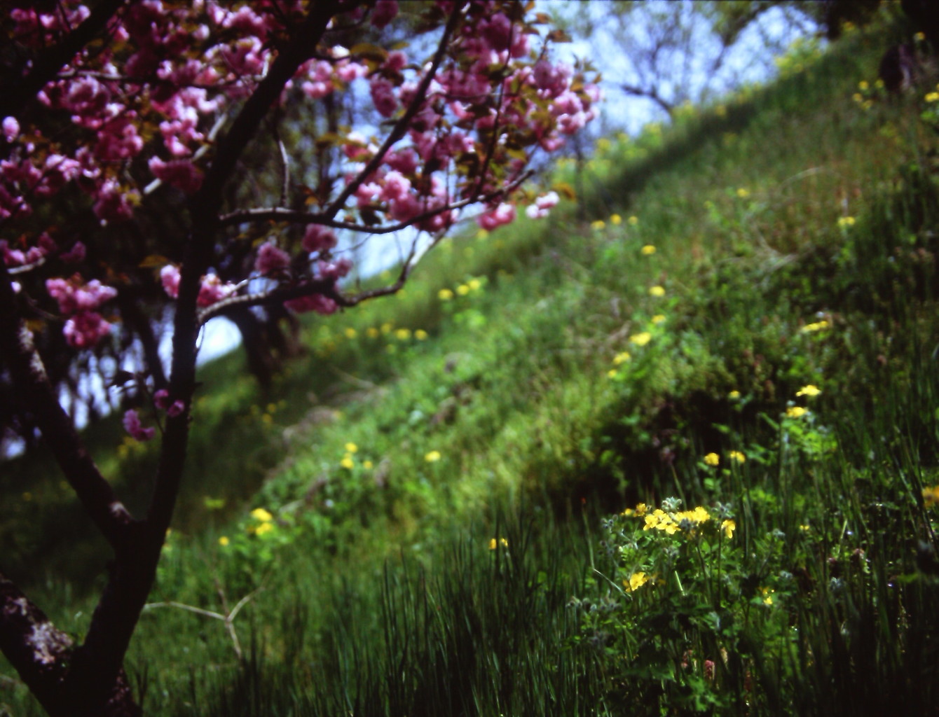 丘の春