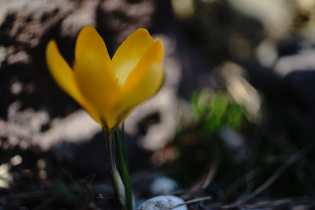 今年初めての花・・・