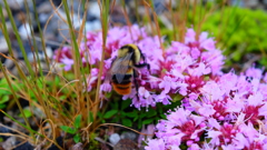 高原の花　３