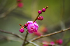 紅梅　２