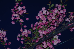 夕空に咲く