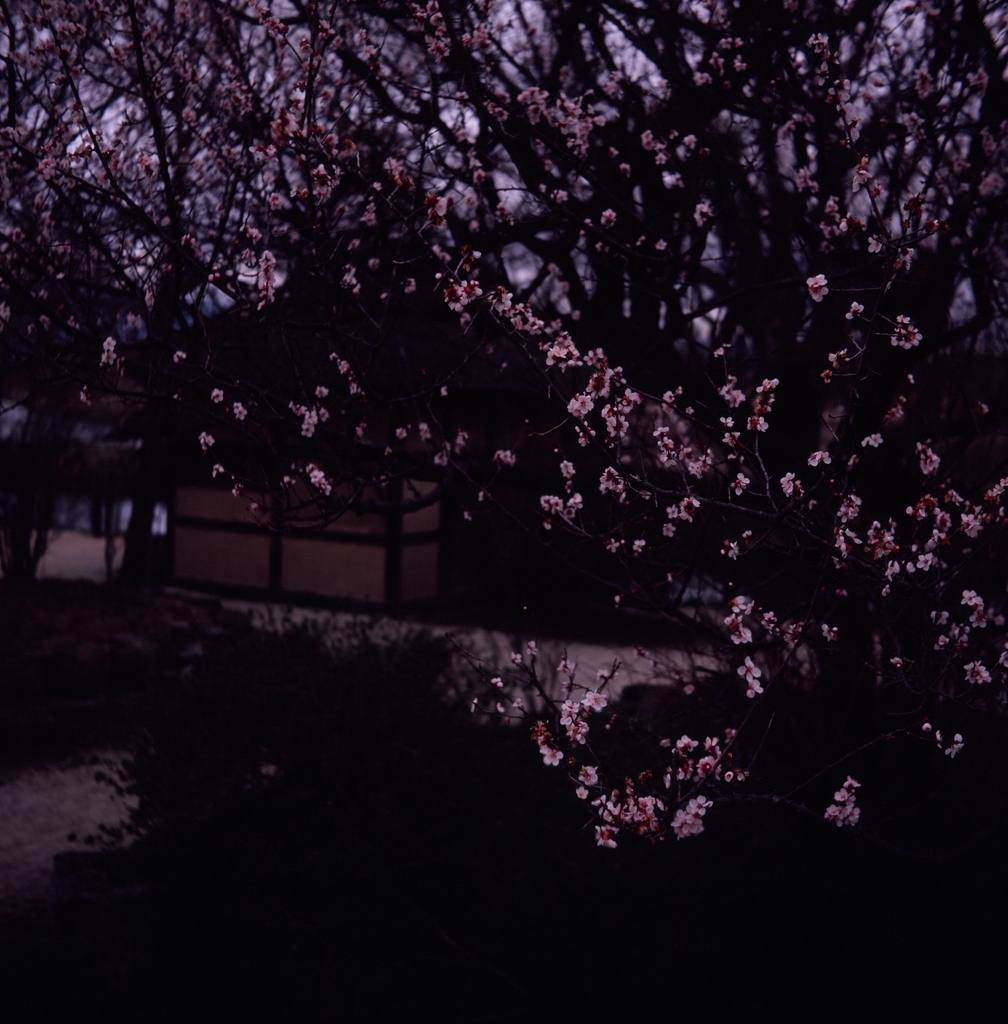昔の光３（フィルムの残像）