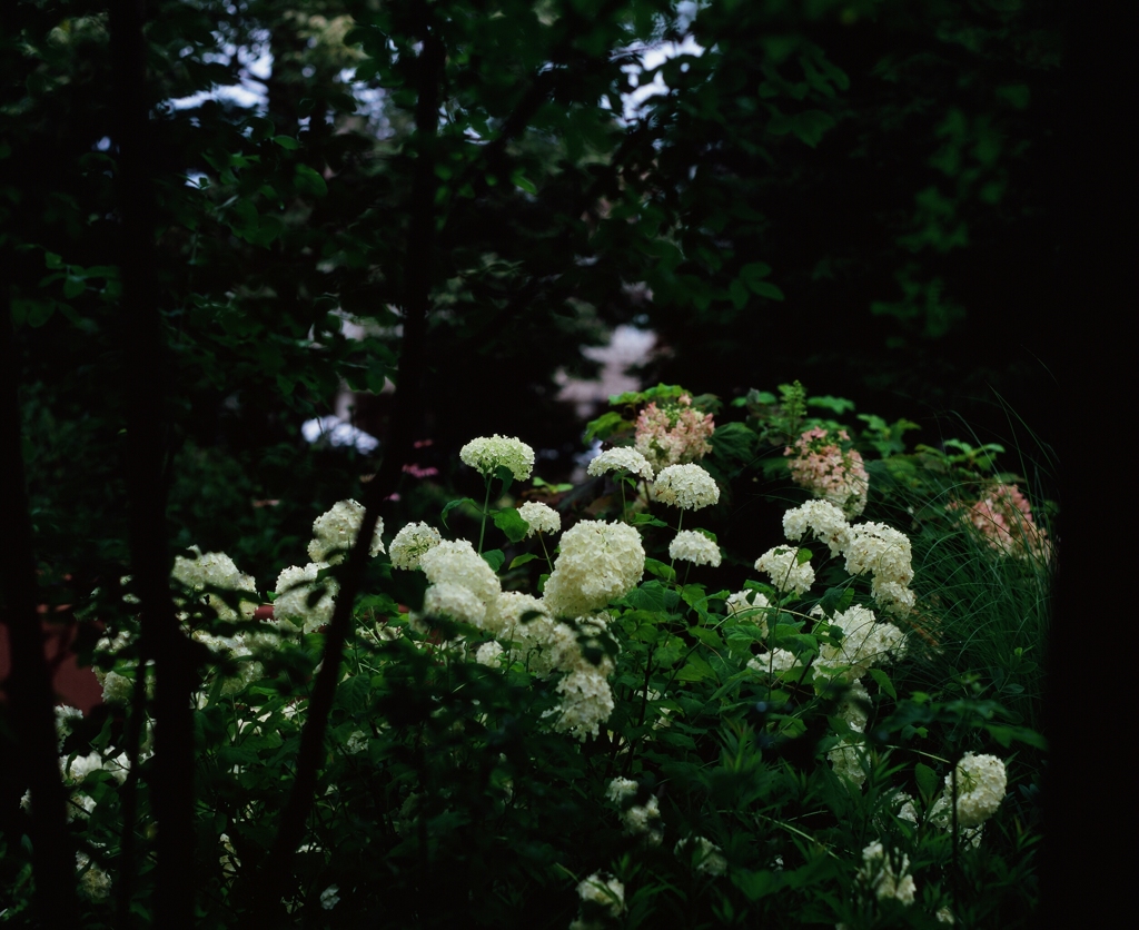 紫陽花の集い　（フィルムの残像）