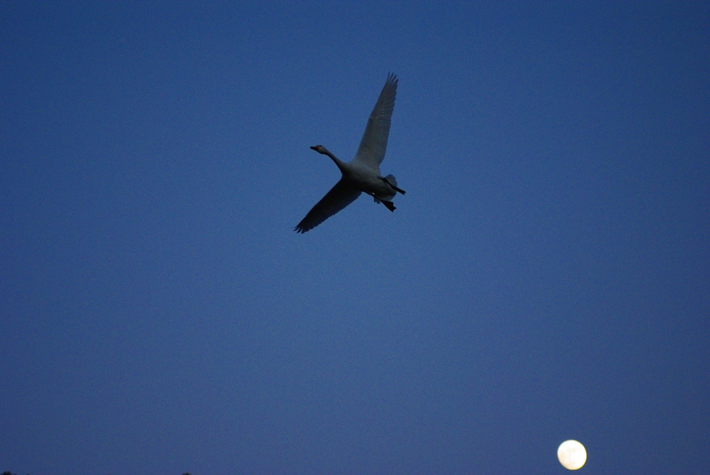 月夜の白鳥（夕暮れの白鳥シリーズ）