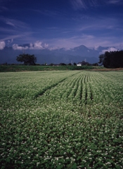 蕎麦畑（フィルムの残像２）