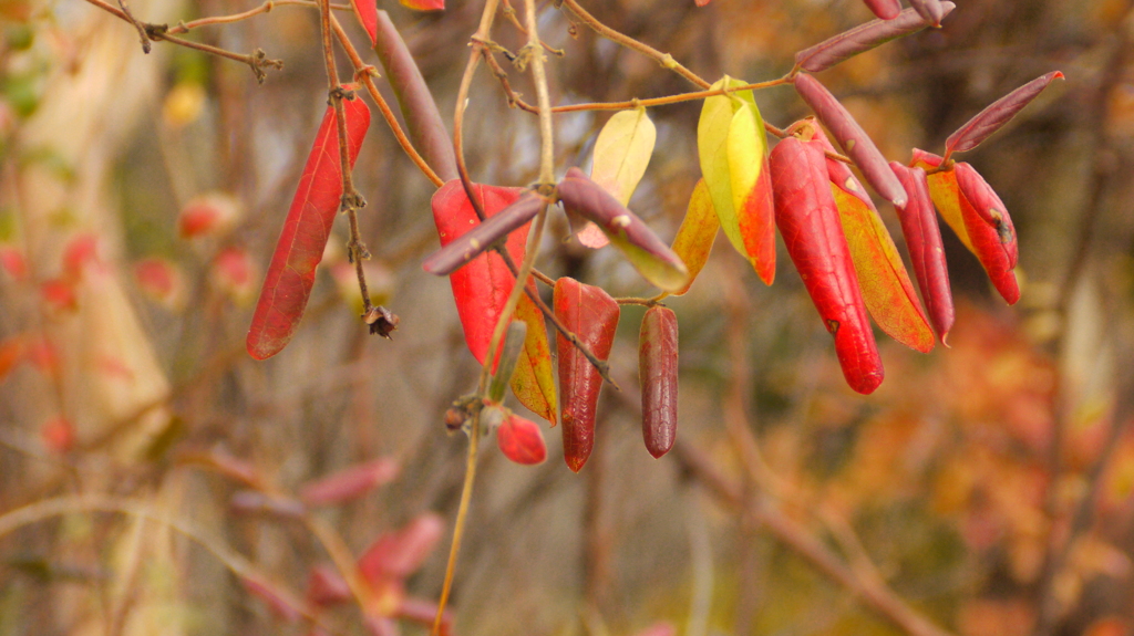 秋の名残を求めて　４