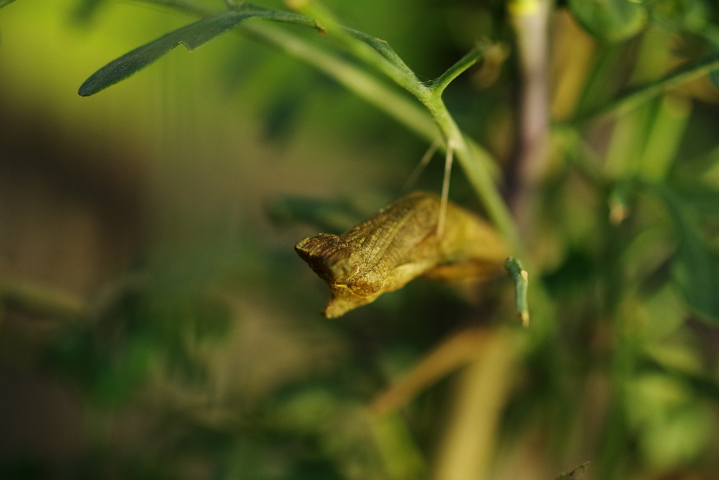 metamorphose　