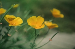 プレゼント４（フィルムスナップ）