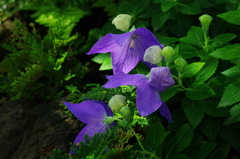 木陰で