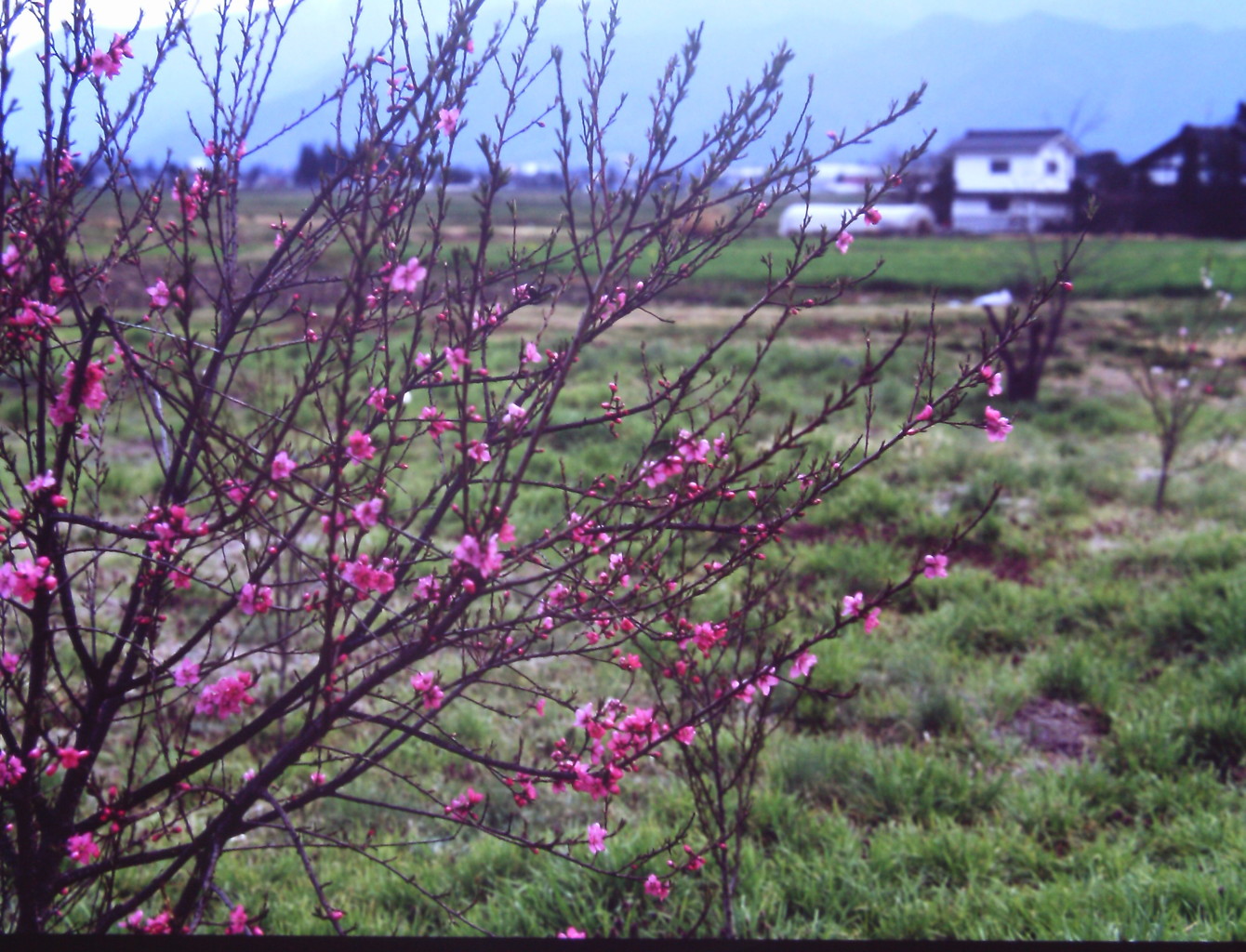 過ぎ去りし春２　（フィルムの残像）