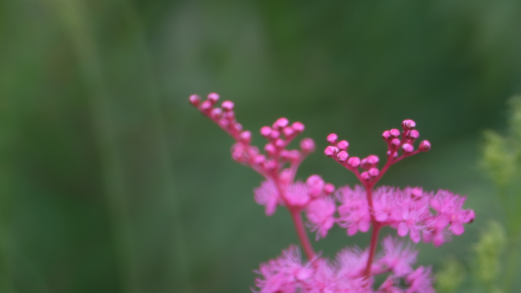 高原の花　２　　