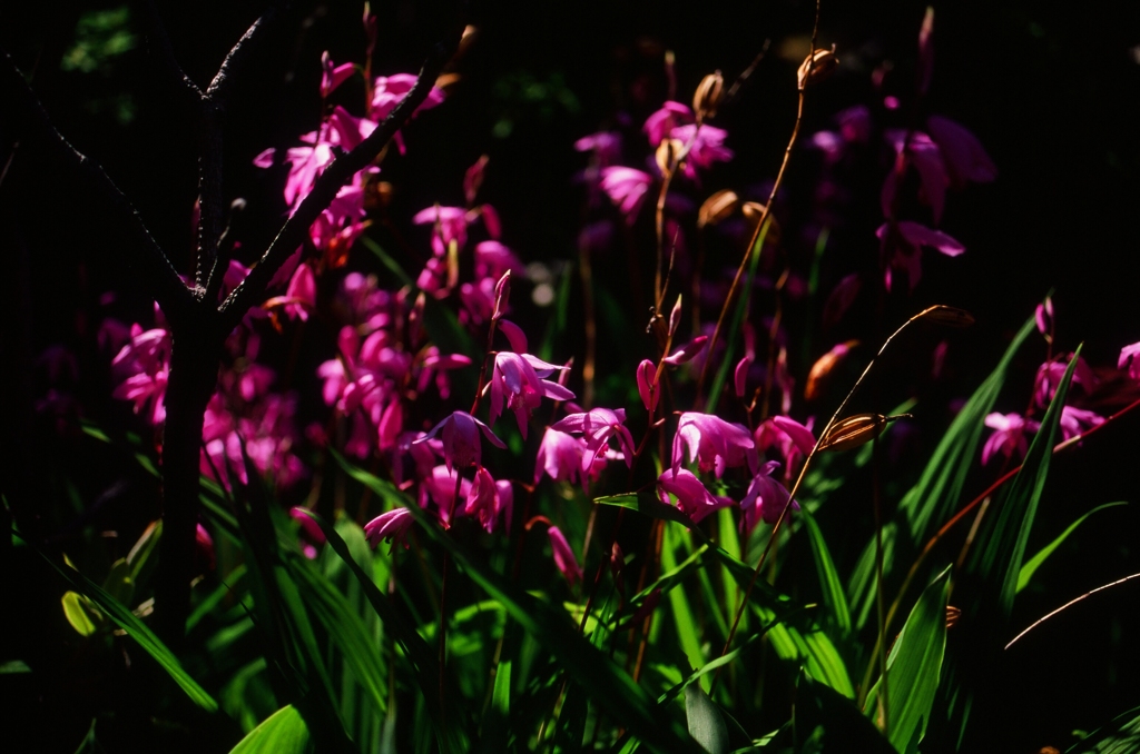 紫蘭咲く庭３　（フィルムスナップ）