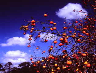 秋空を彩る　（フィルムの残像）