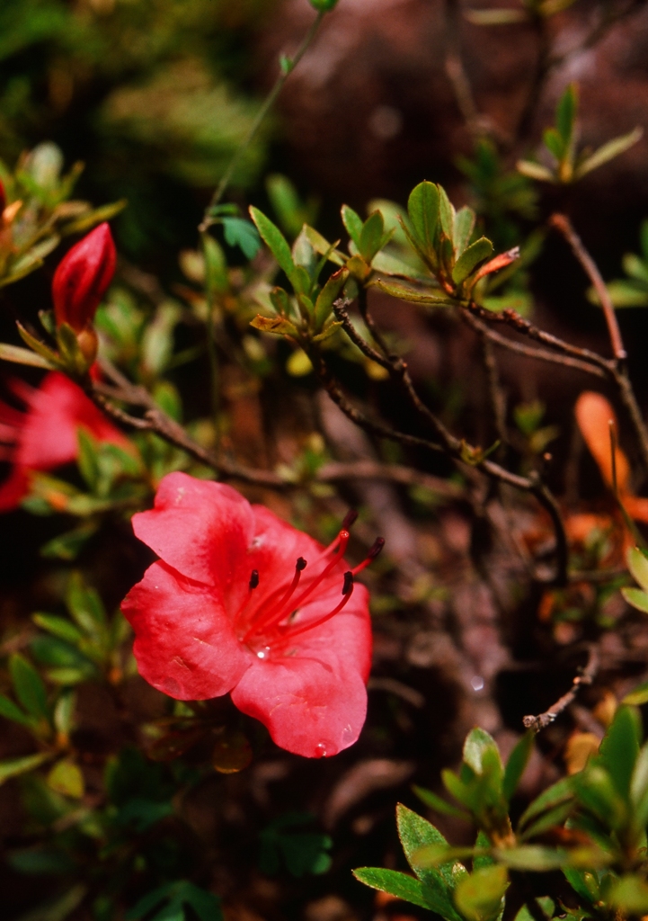 庭のイワツツジ（フィルムスナップ５）