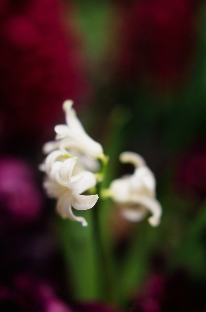 白い花　（フィルムの残像　７）