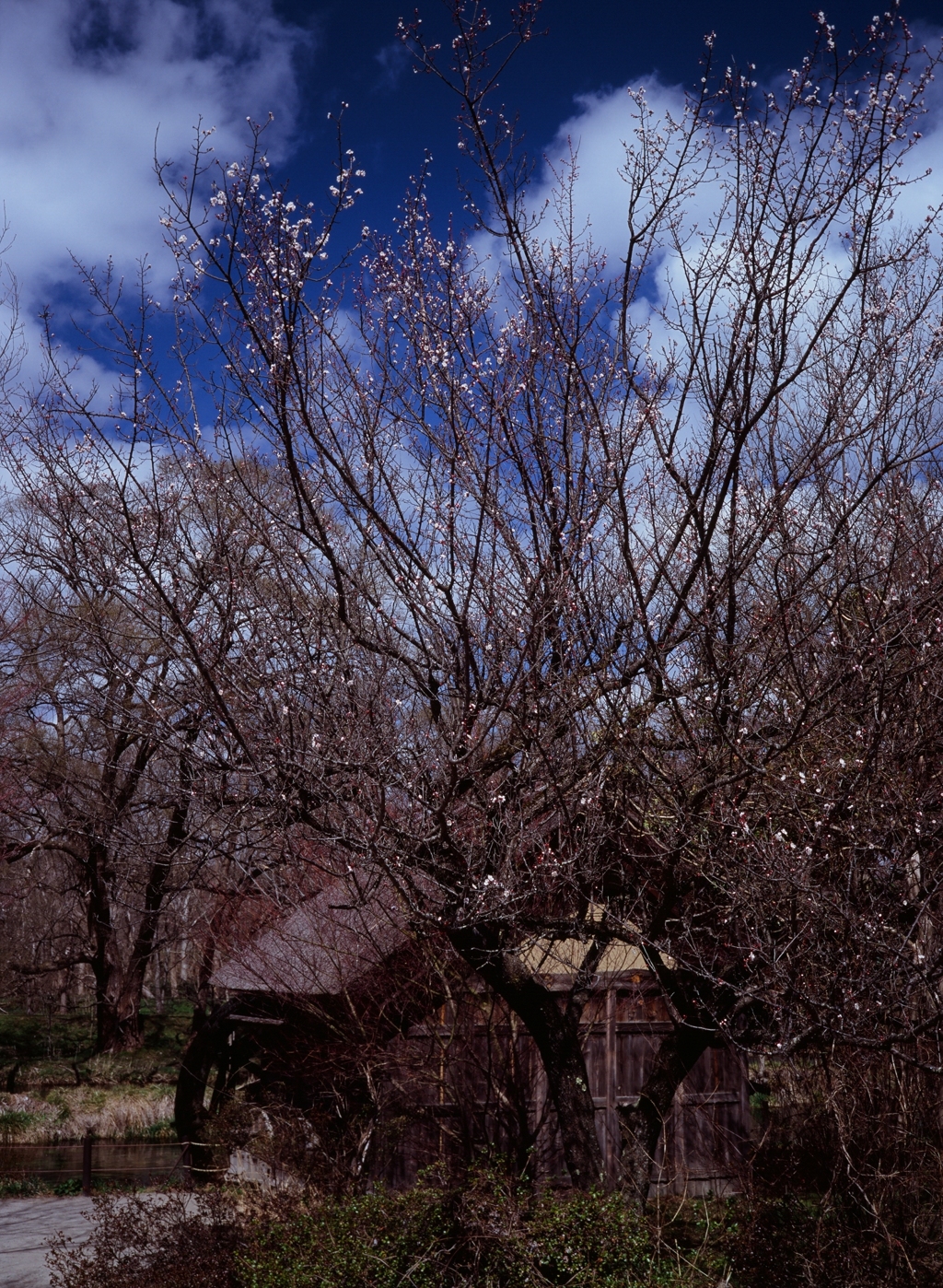 水車小屋の春　（フィルムの残像）