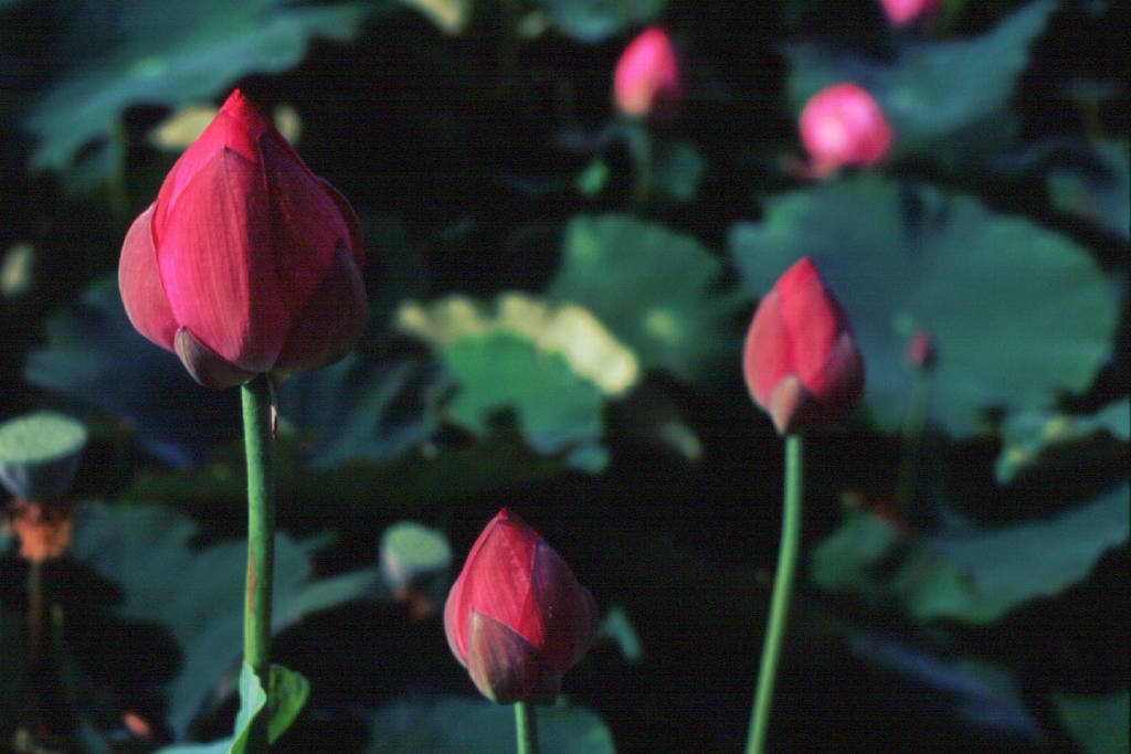 朝陽を浴びて　(フィルムスナップ)