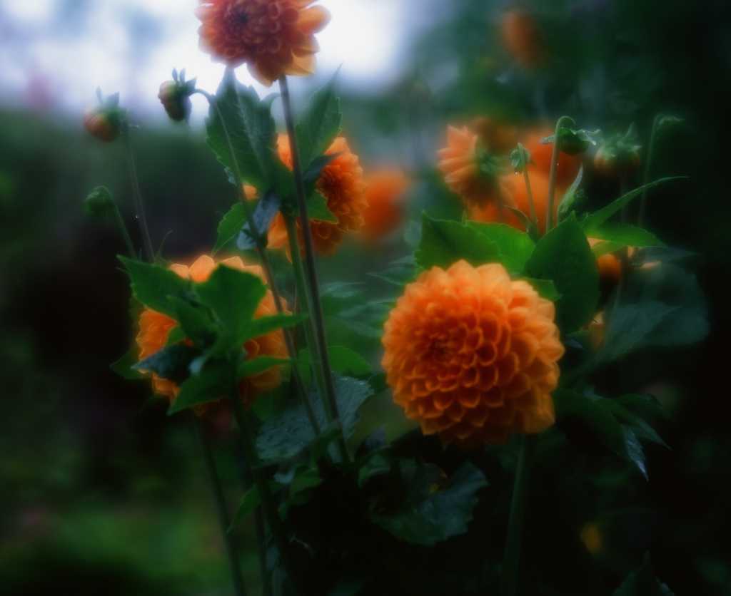 夏の花　(フィルムの残像)