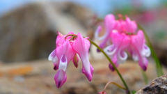 高山の花シリーズ　２　　高山植物の女王
