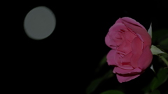 夜薔薇