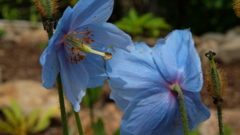 高山の花　３