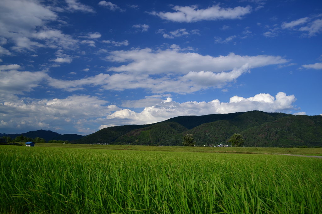 田園