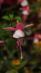 花づくし　バレリーナ！