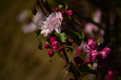 秋空に桜咲く　３