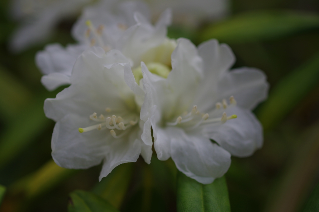 庭の石楠花４