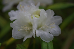 庭の石楠花４