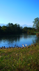 水鳥の水辺２