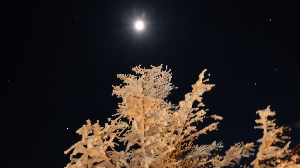 月夜の樹氷